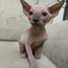 Dobby