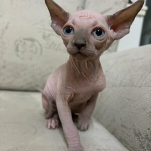 Dobby