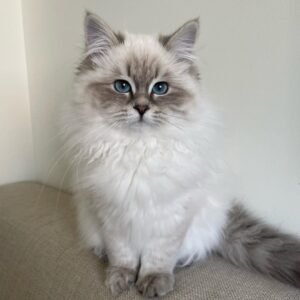Jackie