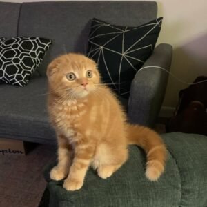 Milo