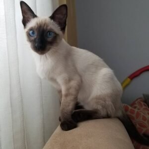 Molly