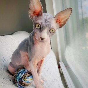 Oscar