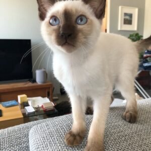 Yoda