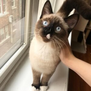 Yuki